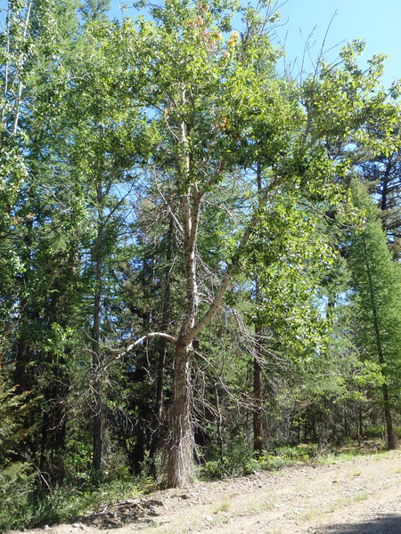 GDMBR: This tree is dropping root branches like a swamp tree.